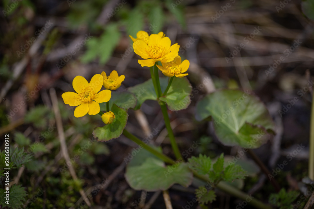 Spring background with yellow meadow flower Caltha palustris, known as marsh-marigold and kingcup. Flowering gold colour plants in Early Spring. Spring background with yellow meadow flower Caltha palustris, known as marsh-marigold and kingcup. Flowering gold colour plants in Early Spring.