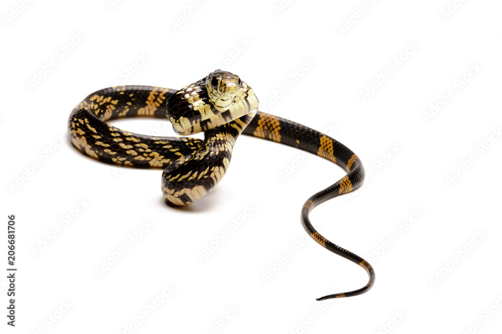 Naklejka premium yellow rat snake (Spilotes pullatus)
