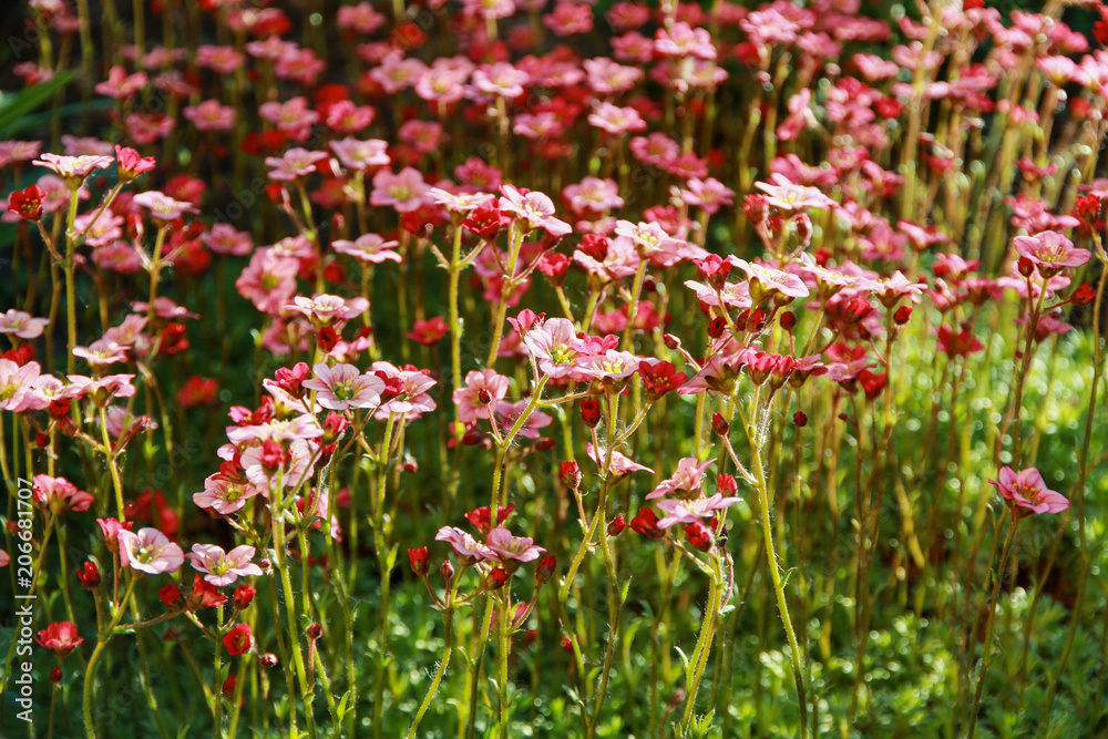 flowering decorative moss. selective focus. blurring art
