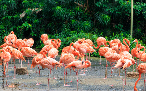 Pink Caribbean Flamingos