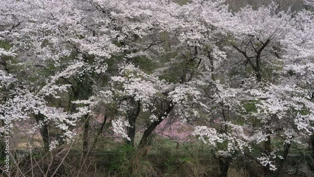 Cherry Trees Blooming in the Mountain Cherry Trees Blooming in the Mountain