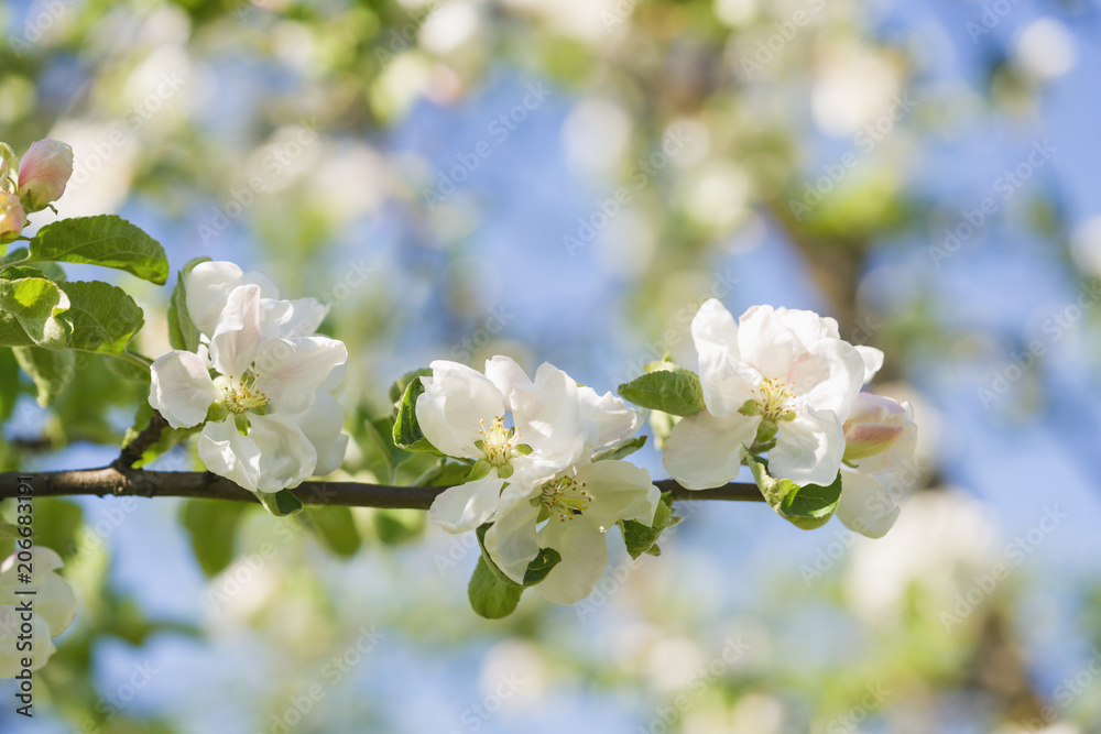 blossoming apple tree in a garben on a sunny summer day