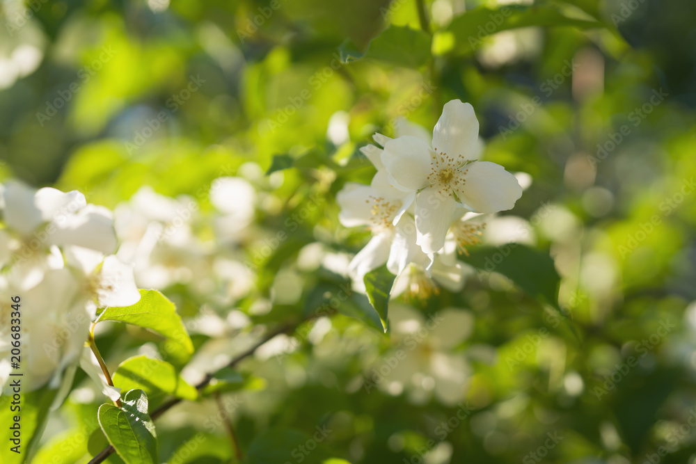 blossoming jasmine flowers on a sunny summer day