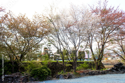 Landscape of white and orange sakura flower tree in Japan