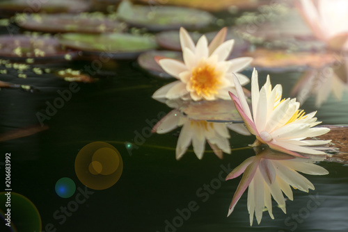 Beautiful lotus flower in pond,The symbol of the Buddha, Thailand. © ic36006