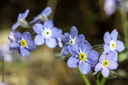 forget me not blooms