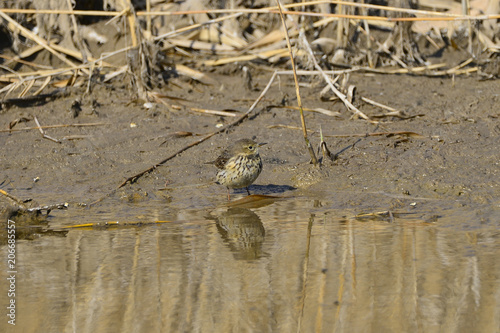 A beautiful bird in wetlands