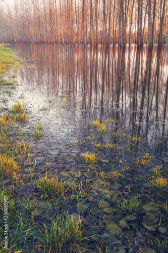 Trees reflected in the overflooded Zagyva river in Szolnok photo