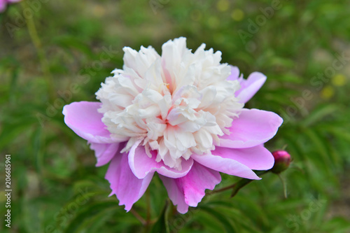 The peony in the park
