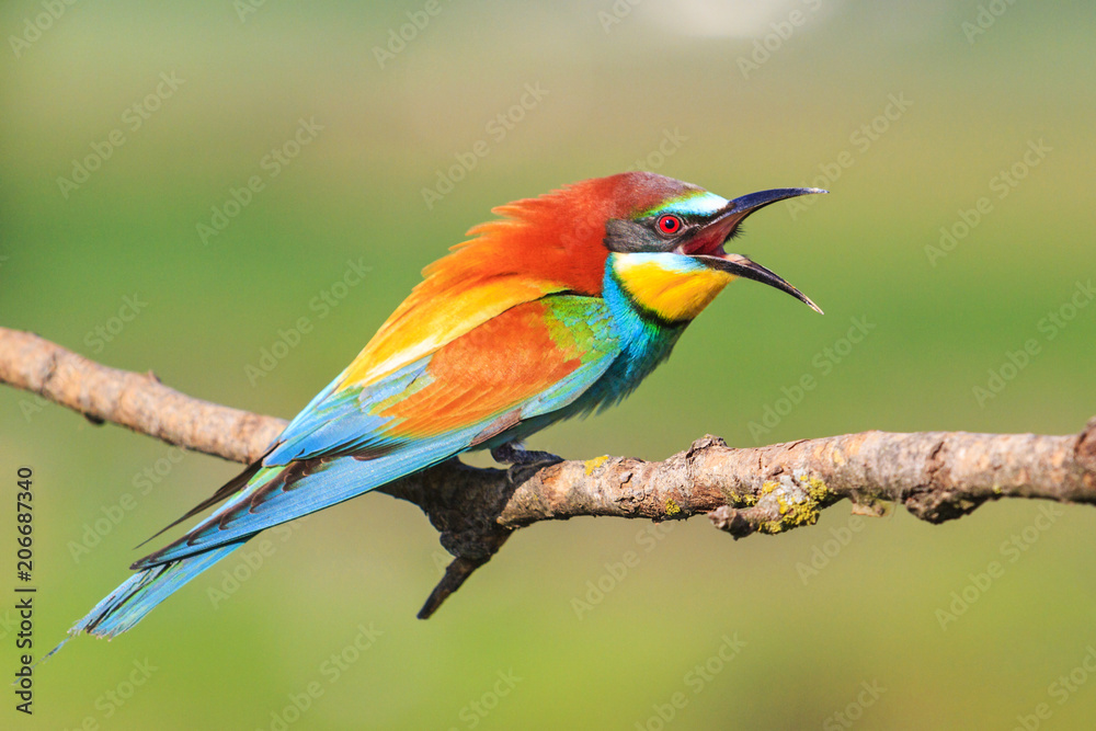 angry bird with a colorful plumage angry bird with a colorful plumage