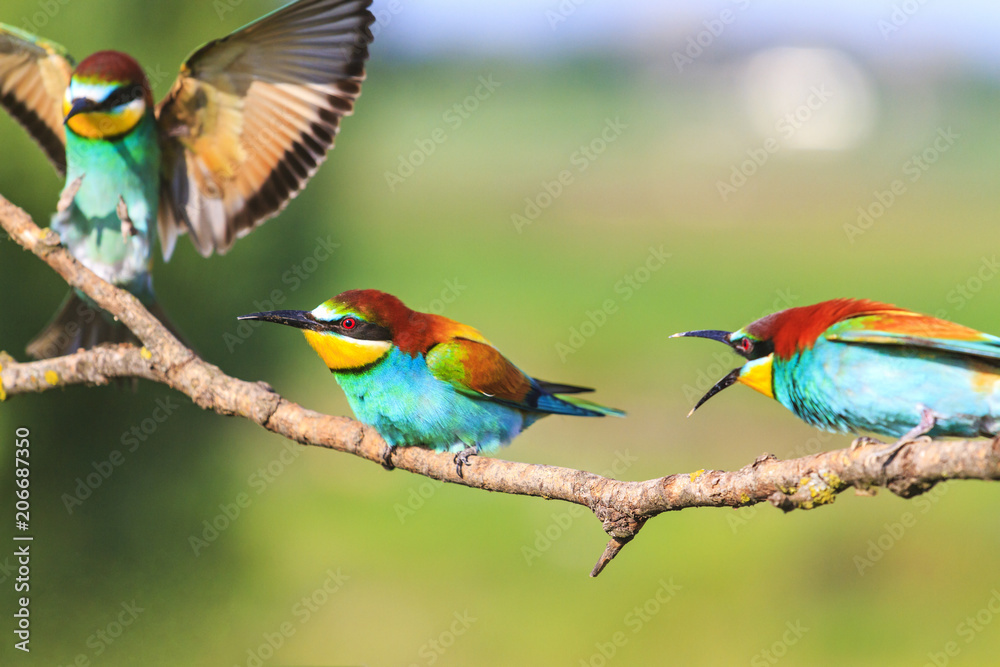 marriage games of colored birds