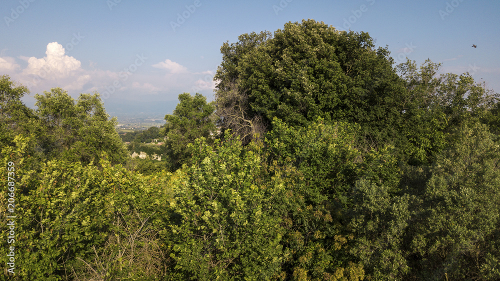 Aerial view of a tree with beautiful foliage and many leaves. The sky is blue and clear in this beautiful sunny day in nature. A bird flies over the trees