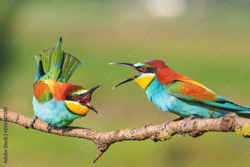 brawl of beautiful birds with long beaks