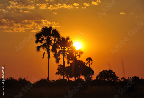 Botswana  sunset in the Okavango-Delta swamps in the middle of the Kalahari-desert