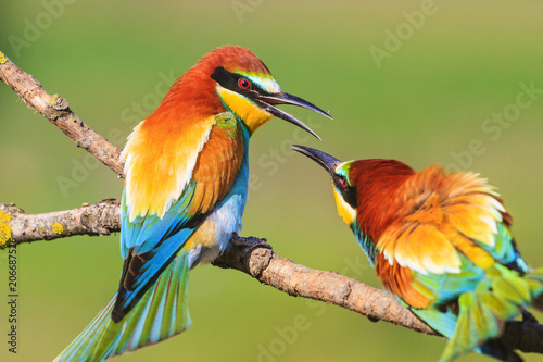 spring colored birds flirting