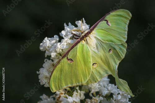 Luna Moth - Actias luna, beautiful large green moth from New World forests. photo