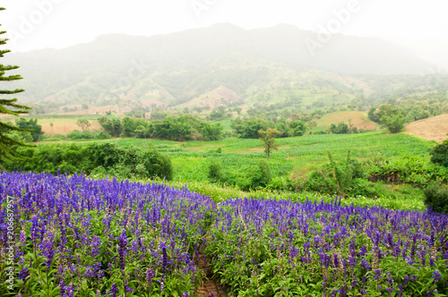 Violet flowers field in spring season