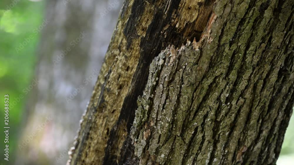 Eurasian treecreeper (Certhia familiaris) Eurasian treecreeper (Certhia familiaris)