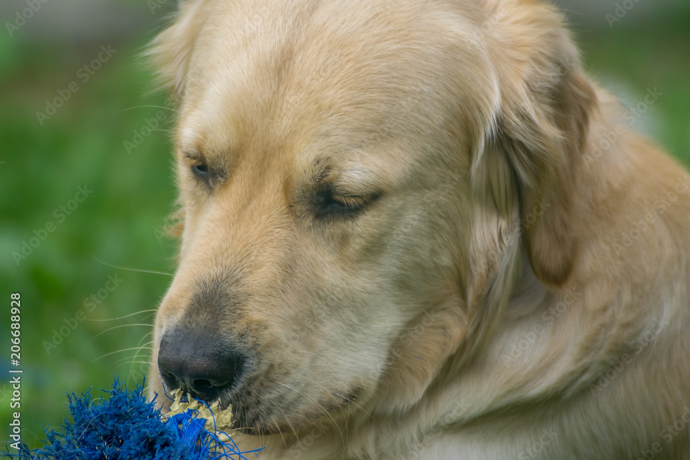 dog, golden retriever while playing in the garden dog, golden retriever while playing in the garden