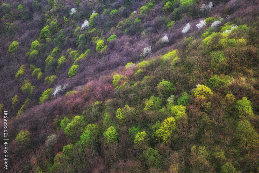 View of colorful forest from up above
