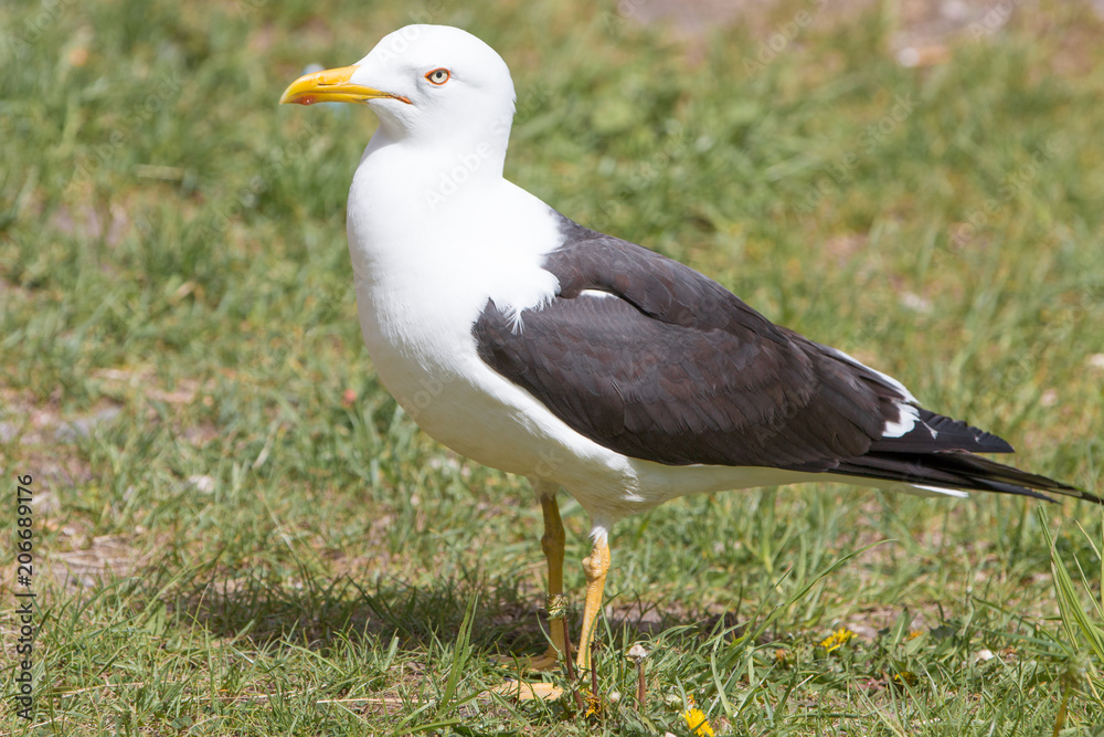 Silbermöwe (Larus argentatus) Herring Gull Silbermöwe (Larus argentatus) Herring Gull