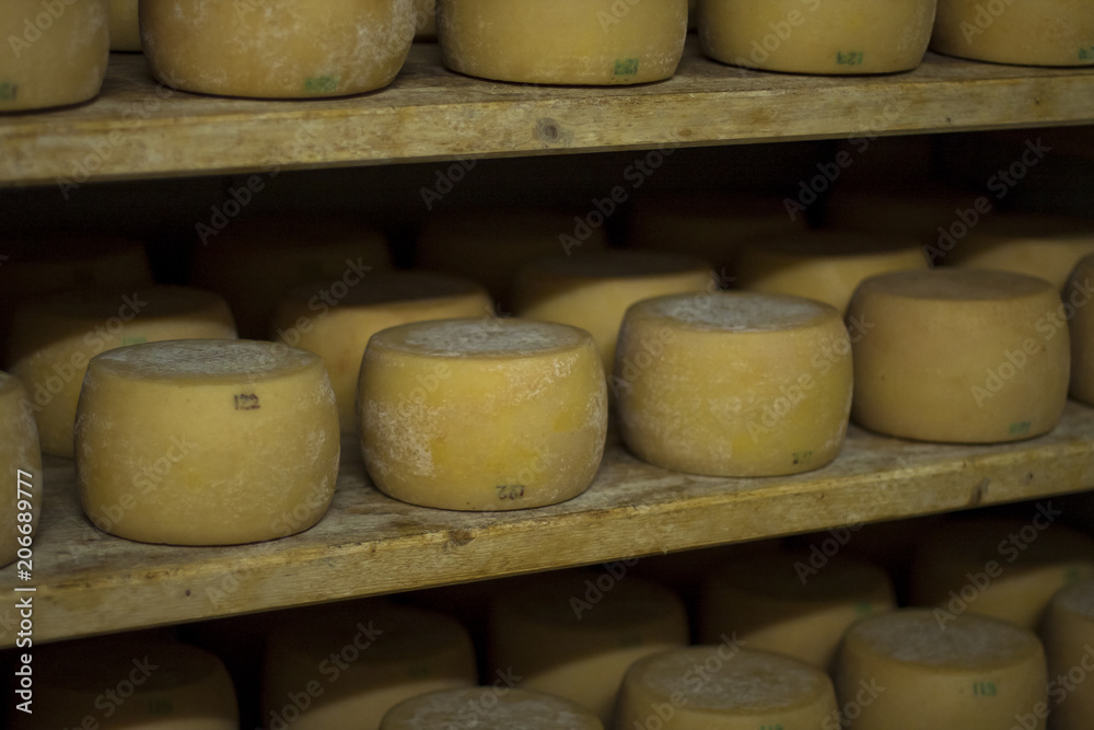 Cheese farm