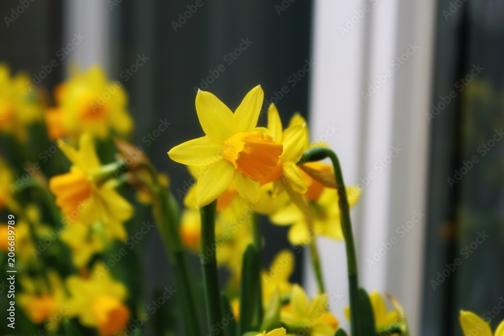 Fototapeta premium Close up of a bunch of daffodils in full bloom