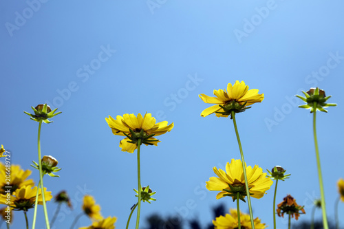 Blue Sky and Yellow daisy