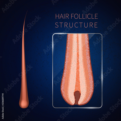 Hair bulb under the microscope. Follicle structure closeup. Removal, treatment and transplantation concept. Medical educational symbol. Body anatomy vector illustration.