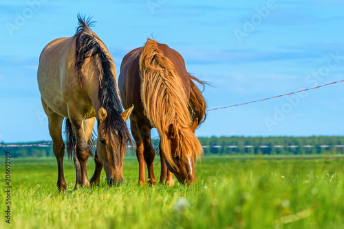 two horses grazing on pasture