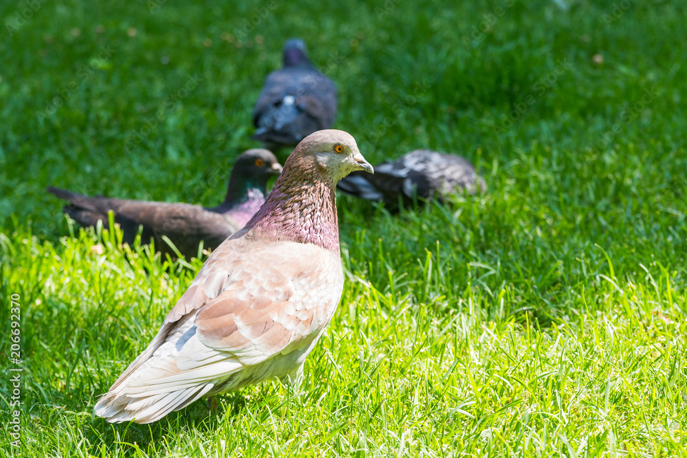 Dove on green grass in the park. Colorful dove. Pigeon city bird. Dove on green grass in the park. Colorful dove. Pigeon city bird.