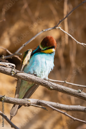 The European Bee-eater, Merops apiaster is sitting on branch and cleans feathers photo