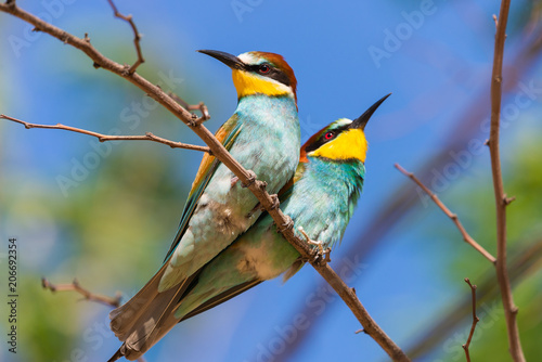 The European Bee-eaters, Merops apiaster is sitting and showing off on a nice branch, during mating season