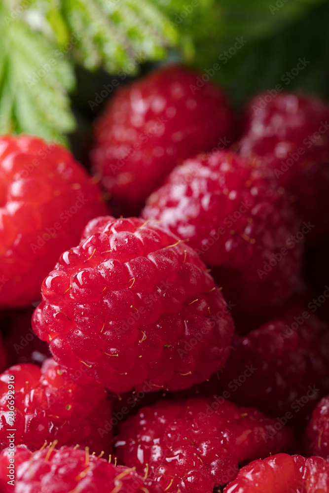 Ripe and juicy fresh picked raspberries . Ripe and juicy fresh picked raspberries .