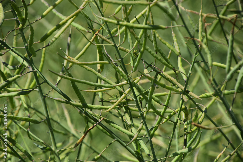 macro shot of green rapeseed branches macro shot of green rapeseed branches