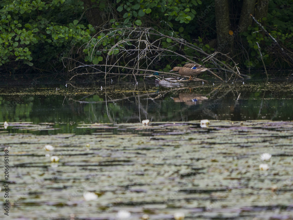 Obraz premium Couple col vert