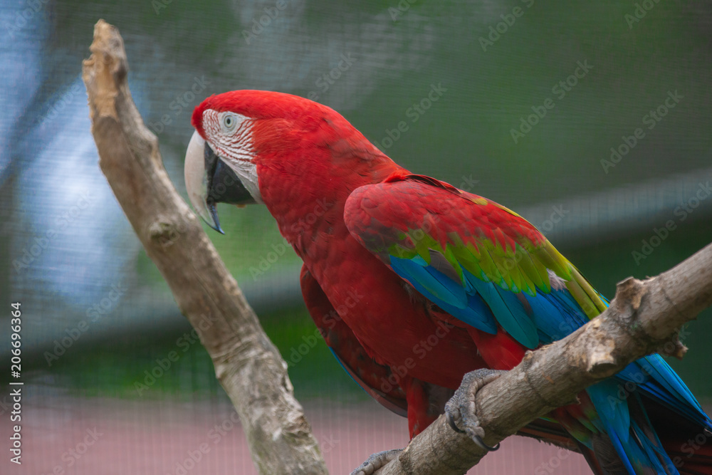 Ara papagei im gehege Stock-Foto | Adobe Stock