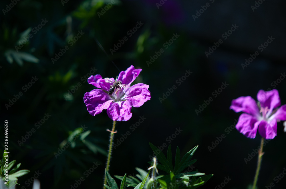 Obraz premium Phlox mit Schwebfliege