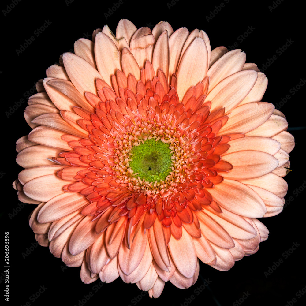 Isolated beautiful colorful gerbera daisy flower head on black background Isolated beautiful colorful gerbera daisy flower head on black background