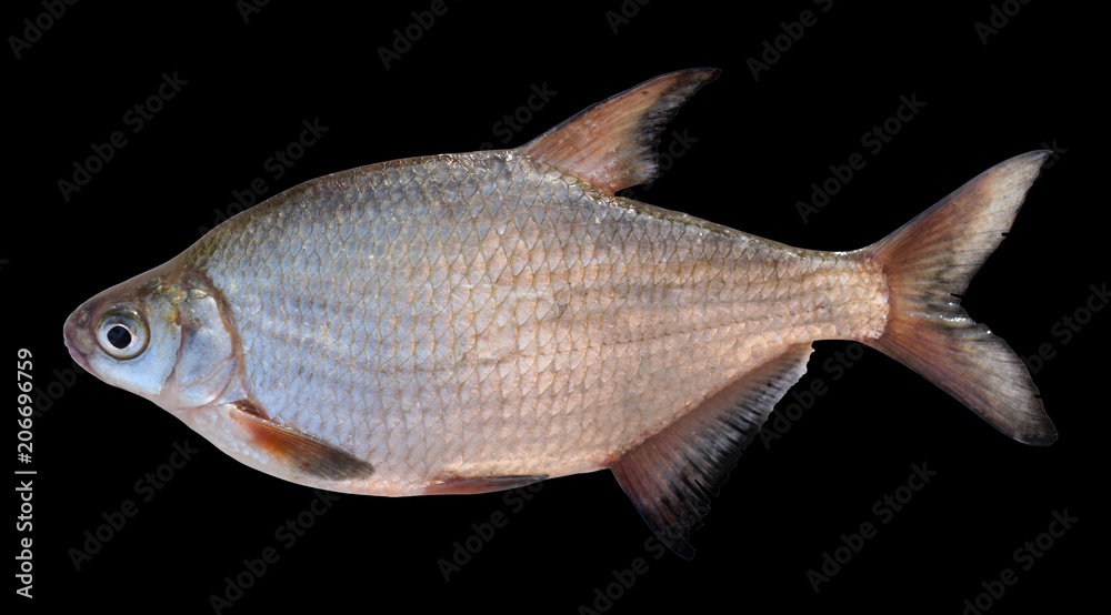 Obraz premium Live silver bream isolated on black background
