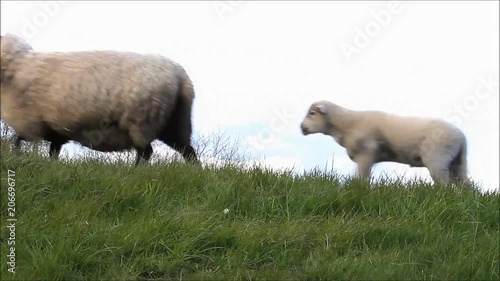 sheep family walking on a dike, sound
