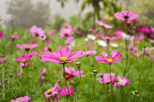 The colorful of cosmos flowers, beautiful flowers.