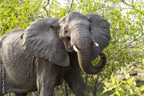 Elephant in Sabi Sanda Game Reserve in the Greater Kruger Regio in South Africa