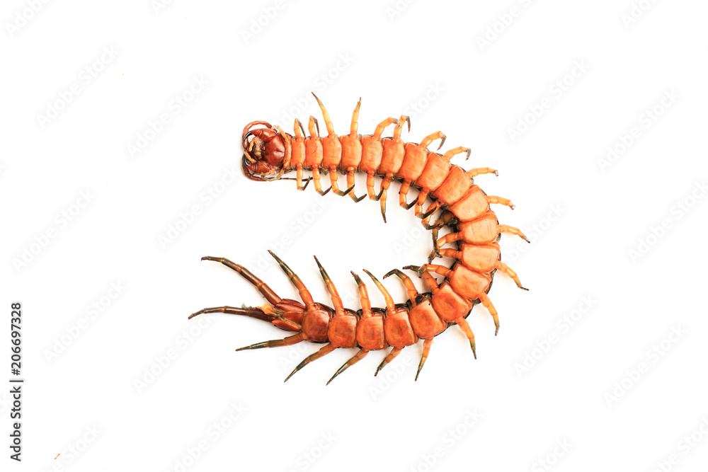 under or bottom of centipede isolate on white background under or bottom of centipede isolate on white background