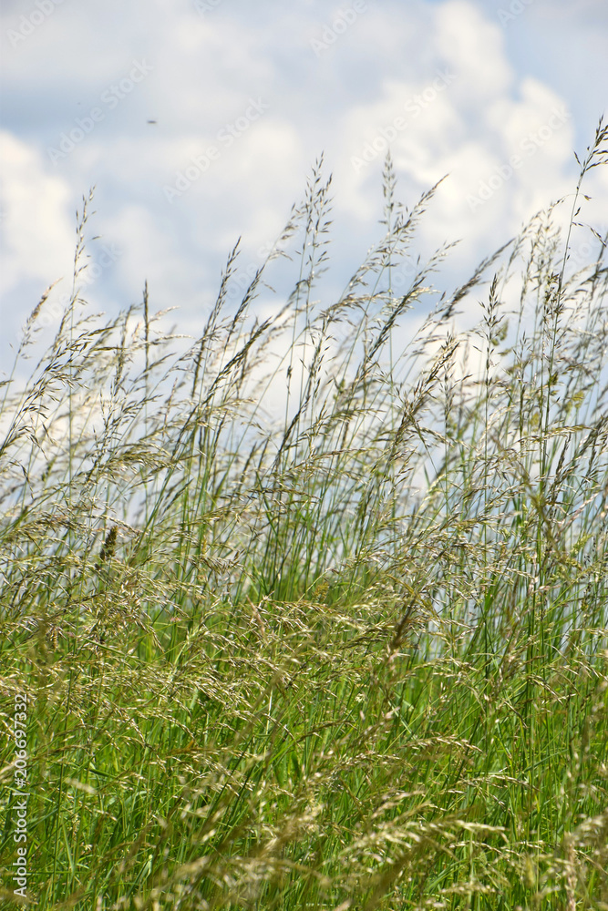 Fototapeta premium rough bluegrass in summer, rural meadow with long grass and cloudy sky in the background, Poa trivialis grass