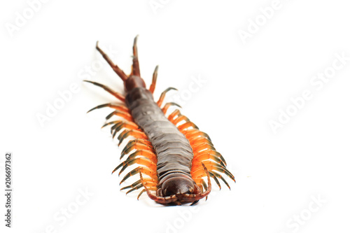 centipede isolate on white background