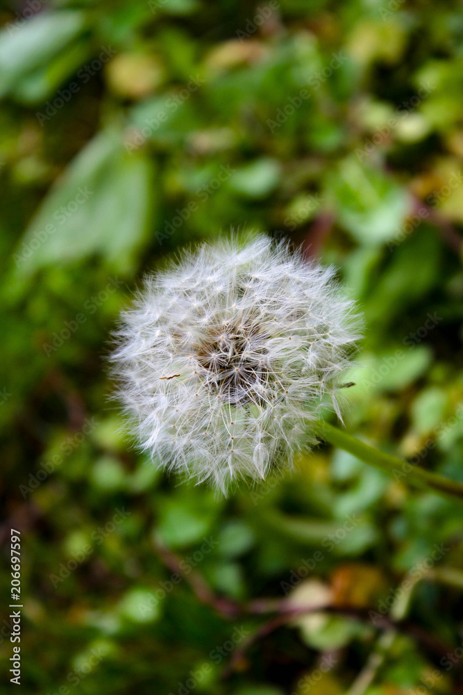 Dandelion seeds ready to blow in the wind Dandelion seeds ready to blow in the wind