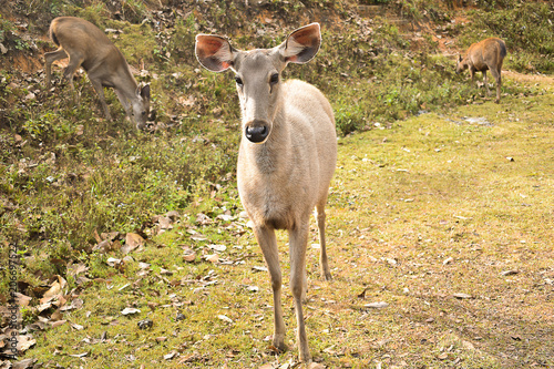 Many deers at Khaoyai national park, Nakhon Ratchasima, Thailand.