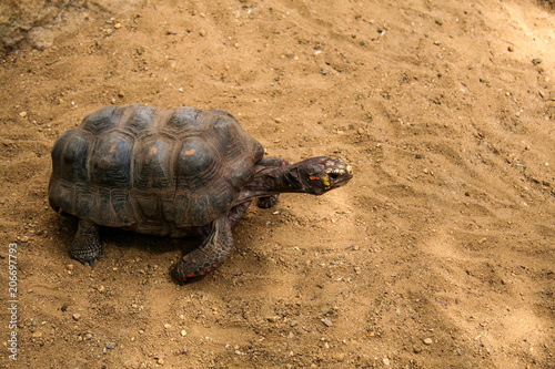 turtle on the move