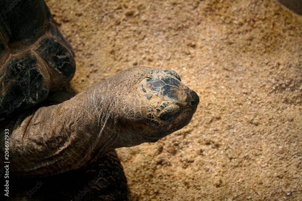 Obraz premium turtle on the move